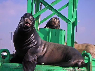 Dit (komische?) duo is lekker aan het luieren op een boei in de haven van San Pedro, en kijkt ietwat verbaasd naar een paar voorbijkano-ende Hollanders....