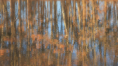 <i class='fa fa-user'></i> Tineke Strijbosch | Spiegelingen  <i class='fa fa-eye'> 45</i>  <i class='fa fa-thumbs-up'> 3</i>   <i class='fa fa-comment-o'> 4</i>