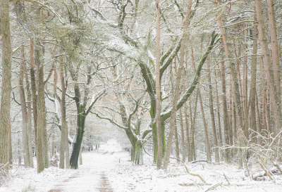<i class='fa fa-user'></i> ErnovanDoorn | Sneeuw landschap  <i class='fa fa-eye'> 60</i>  <i class='fa fa-thumbs-up'> 1</i>   <i class='fa fa-comment-o'> 6</i>