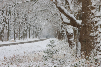 <i class='fa fa-user'></i> Tineke Strijbosch | Witte wereld  <i class='fa fa-eye'> 47</i>  <i class='fa fa-thumbs-up'> 3</i>   <i class='fa fa-comment-o'> 7</i>