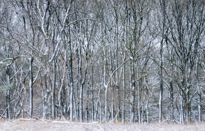 Deze rij boomstammen hadden allemaal een wit laagje sneeuw, mijn camera leek er niets van te begrijpen (vreemde contrasten en structuren). Ik vind het zelf een mooi maar verwarrend beeld.