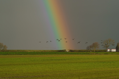 Op de reis naar en in Friesland zelf die dag zeker 6 tot 7 regenbogen gezien. Dat gaf opties tot leuke plaatjes.

Hier met een aantal Brandganzen in beeld en vaag op de achtergrond een grote zwerm vogels.

Sony A9 + 200-600, op 200mm. Uit de hand.