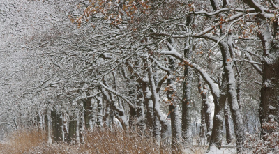 <i class='fa fa-user'></i> Tineke Strijbosch | Sneeuwbomen  <i class='fa fa-eye'> 16</i>   <i class='fa fa-comment-o'> 0</i>