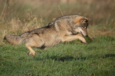 <i class='fa fa-user'></i> Bertus |  Wolf  <i class='fa fa-eye'> 166</i>  <i class='fa fa-thumbs-up'> 1</i>   <i class='fa fa-comment-o'> 4</i>