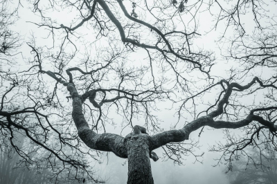 Genomen op een mistige ochtend. Door het lage standpunt lijkt het alsof ik de foto van beneden naar boven heb genomen. Echter, de boomstam loopt zo goed als horizontaal waardoor het vervreemdende perspectief ontstaat. Let ook op de bomen in de achtergrond.