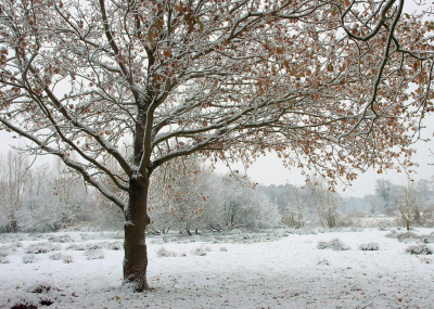 <i class='fa fa-user'></i> Tineke Strijbosch |  Winterlandschap  <i class='fa fa-eye'> 29</i>   <i class='fa fa-comment-o'> 4</i>