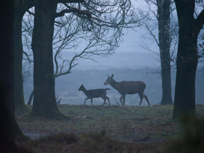 <i class='fa fa-user'></i>&nbsp;ErnovanDoorn&nbsp;|  Edelhert en Damhert&nbsp; <i class='fa fa-eye'>&nbsp;140</i> &nbsp;<i class='fa fa-thumbs-up'>&nbsp;4</i> &nbsp; <i class='fa fa-comment-o'>&nbsp;7</i>