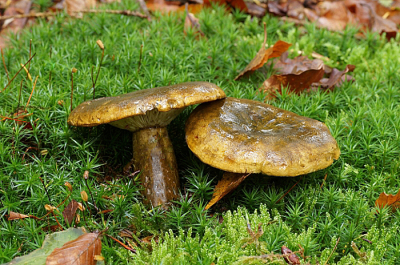 <i class='fa fa-user'></i>&nbsp;Jelle Bakker&nbsp;|  Zwartgroene Melkzwam&nbsp; <i class='fa fa-eye'>&nbsp;51</i> &nbsp; <i class='fa fa-comment-o'>&nbsp;1</i>