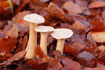 <i class='fa fa-user'></i>&nbsp;Jelle Bakker&nbsp;|  Grote Trechterzwam&nbsp; <i class='fa fa-eye'>&nbsp;62</i> &nbsp; <i class='fa fa-comment-o'>&nbsp;1</i>