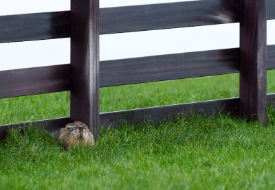 <i class='fa fa-user'></i>&nbsp;Jurgen Maassen&nbsp;|  Haas&nbsp; <i class='fa fa-eye'>&nbsp;142</i> &nbsp;<i class='fa fa-thumbs-up'>&nbsp;2</i> &nbsp; <i class='fa fa-comment-o'>&nbsp;4</i>