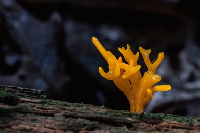 <i class='fa fa-user'></i>&nbsp;Johan van Gurp&nbsp;|  Kleverig Koraalzwammetje&nbsp; <i class='fa fa-eye'>&nbsp;82</i> &nbsp;<i class='fa fa-thumbs-up'>&nbsp;1</i> &nbsp; <i class='fa fa-comment-o'>&nbsp;2</i>