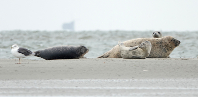 <i class='fa fa-user'></i>&nbsp;nelappelmelk&nbsp;|  Gewone Zeehond&nbsp; <i class='fa fa-eye'>&nbsp;137</i> &nbsp;<i class='fa fa-thumbs-up'>&nbsp;4</i> &nbsp; <i class='fa fa-comment-o'>&nbsp;5</i>