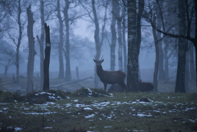 <i class='fa fa-user'></i>&nbsp;ErnovanDoorn&nbsp;|  Edelhert&nbsp; <i class='fa fa-eye'>&nbsp;116</i> &nbsp;<i class='fa fa-thumbs-up'>&nbsp;2</i> &nbsp; <i class='fa fa-comment-o'>&nbsp;3</i>