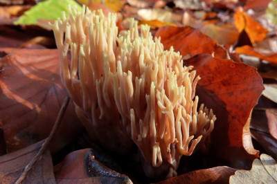 <i class='fa fa-user'></i>&nbsp;A. Soeting&nbsp;|  Rechte Koraalzwam&nbsp; <i class='fa fa-eye'>&nbsp;67</i> &nbsp; <i class='fa fa-comment-o'>&nbsp;3</i>