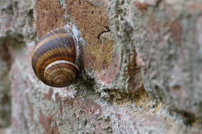 <i class='fa fa-user'></i>&nbsp;Ad Sprang&nbsp;|  Gebandeerde Wijngaardslak&nbsp; <i class='fa fa-eye'>&nbsp;78</i> &nbsp; <i class='fa fa-comment-o'>&nbsp;10</i>