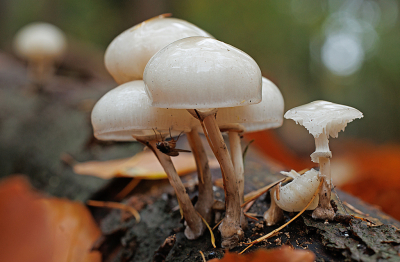 <i class='fa fa-user'></i>&nbsp;erikvanark&nbsp;|  Porseleinzwam&nbsp; <i class='fa fa-eye'>&nbsp;69</i> &nbsp; <i class='fa fa-comment-o'>&nbsp;2</i>