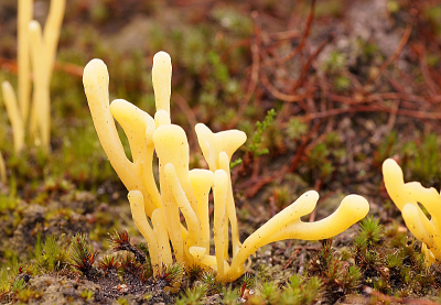 <i class='fa fa-user'></i>&nbsp;Jelle Bakker&nbsp;|  Heideknotszwam&nbsp; <i class='fa fa-eye'>&nbsp;72</i> &nbsp; <i class='fa fa-comment-o'>&nbsp;2</i>