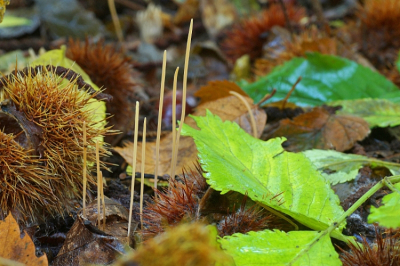 <i class='fa fa-user'></i>&nbsp;Jelle Bakker&nbsp;|  Draadknotszwam&nbsp; <i class='fa fa-eye'>&nbsp;57</i> &nbsp; <i class='fa fa-comment-o'>&nbsp;3</i>