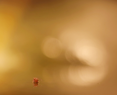 <i class='fa fa-user'></i>&nbsp;rixte&nbsp;|  Dicyrtomina ornata&nbsp; <i class='fa fa-eye'>&nbsp;122</i> &nbsp;<i class='fa fa-thumbs-up'>&nbsp;8</i> &nbsp; <i class='fa fa-comment-o'>&nbsp;8</i>