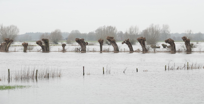 <i class='fa fa-user'></i>&nbsp;nelappelmelk&nbsp;|  Wilgenrij&nbsp; <i class='fa fa-eye'>&nbsp;106</i> &nbsp;<i class='fa fa-thumbs-up'>&nbsp;3</i> &nbsp; <i class='fa fa-comment-o'>&nbsp;4</i>