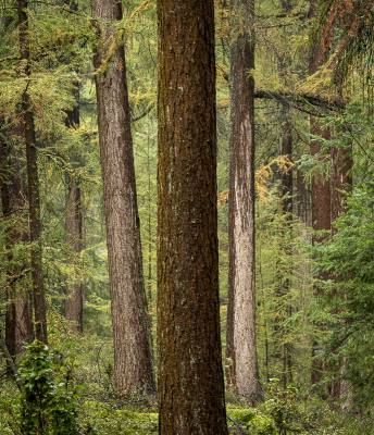 <i class='fa fa-user'></i>&nbsp;ErnovanDoorn&nbsp;|  Stammen&nbsp; <i class='fa fa-eye'>&nbsp;48</i> &nbsp; <i class='fa fa-comment-o'>&nbsp;4</i>