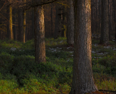 <i class='fa fa-user'></i>&nbsp;ErnovanDoorn&nbsp;|  Stammen&nbsp; <i class='fa fa-eye'>&nbsp;63</i> &nbsp; <i class='fa fa-comment-o'>&nbsp;7</i>