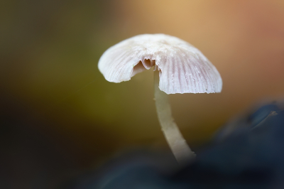 <i class='fa fa-user'></i> Gerard Roest | Mycena sp.  <i class='fa fa-eye'> 54</i>   <i class='fa fa-comment-o'> 2</i>