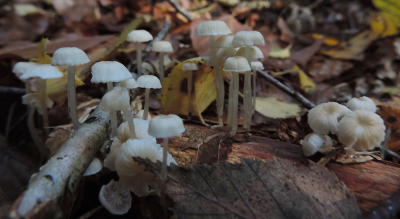 <i class='fa fa-user'></i>&nbsp;A. Soeting&nbsp;|  Slijmsteelmycena&nbsp; <i class='fa fa-eye'>&nbsp;72</i> &nbsp; <i class='fa fa-comment-o'>&nbsp;4</i>