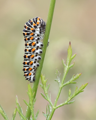 <i class='fa fa-user'></i>&nbsp;Johan van Gurp&nbsp;|  Koninginnenpage&nbsp; <i class='fa fa-eye'>&nbsp;95</i> &nbsp;<i class='fa fa-thumbs-up'>&nbsp;5</i> &nbsp; <i class='fa fa-comment-o'>&nbsp;4</i>