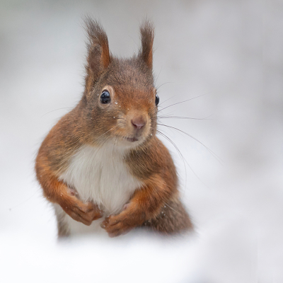 <i class='fa fa-user'></i>&nbsp;Tom&nbsp;|  Eekhoorn&nbsp; <i class='fa fa-eye'>&nbsp;107</i> &nbsp;<i class='fa fa-thumbs-up'>&nbsp;9</i> &nbsp; <i class='fa fa-comment-o'>&nbsp;7</i>