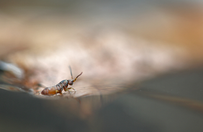 <i class='fa fa-user'></i>&nbsp;Pieter  LJ&nbsp;|  Tomocerus vulgaris&nbsp; <i class='fa fa-eye'>&nbsp;108</i> &nbsp;<i class='fa fa-thumbs-up'>&nbsp;6</i> &nbsp; <i class='fa fa-comment-o'>&nbsp;6</i>