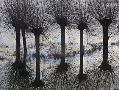 <i class='fa fa-user'></i>&nbsp;sieb&nbsp;|  Wilgen bij hoog water van de IJssel&nbsp; <i class='fa fa-eye'>&nbsp;133</i> &nbsp;<i class='fa fa-thumbs-up'>&nbsp;12</i> &nbsp; <i class='fa fa-comment-o'>&nbsp;10</i>