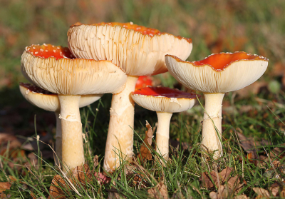 <i class='fa fa-user'></i>&nbsp;GertvanderSchaaf&nbsp;|  Vliegenzwam&nbsp; <i class='fa fa-eye'>&nbsp;69</i> &nbsp; <i class='fa fa-comment-o'>&nbsp;3</i>