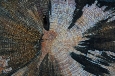 <i class='fa fa-user'></i>&nbsp;nelappelmelk&nbsp;|  "Houtkunst"&nbsp; <i class='fa fa-eye'>&nbsp;102</i> &nbsp; <i class='fa fa-comment-o'>&nbsp;10</i>