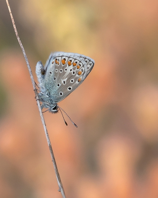 <i class='fa fa-user'></i>&nbsp;Johan van Gurp&nbsp;|  Icarusblauwtje&nbsp; <i class='fa fa-eye'>&nbsp;70</i> &nbsp;<i class='fa fa-thumbs-up'>&nbsp;2</i> &nbsp; <i class='fa fa-comment-o'>&nbsp;4</i>