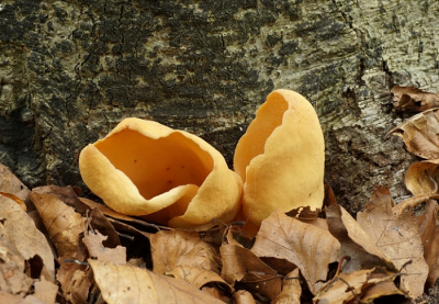 <i class='fa fa-user'></i>&nbsp;Jelle Bakker&nbsp;|  Gewoon Varkensoor&nbsp; <i class='fa fa-eye'>&nbsp;60</i> &nbsp; <i class='fa fa-comment-o'>&nbsp;2</i>