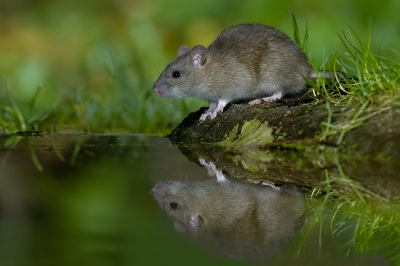 De Bruine rat heeft een uitgesproken affiniteit voor water en natte omgevingen, dit gaf hier de gelegenheid tot het maken van een spiegelbeeld.