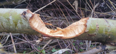 <i class='fa fa-user'></i>&nbsp;ErnovanDoorn&nbsp;|  Project Bever&nbsp; <i class='fa fa-eye'>&nbsp;92</i> &nbsp; <i class='fa fa-comment-o'>&nbsp;9</i>