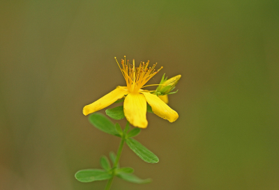 <i class='fa fa-user'></i>&nbsp;Cor&nbsp;|  Sint-Janskruid&nbsp; <i class='fa fa-eye'>&nbsp;70</i> &nbsp;<i class='fa fa-thumbs-up'>&nbsp;1</i> &nbsp; <i class='fa fa-comment-o'>&nbsp;8</i>