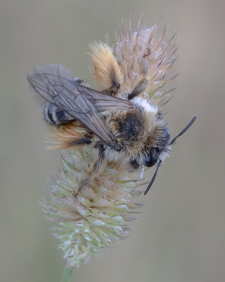 <i class='fa fa-user'></i>&nbsp;Johan van Gurp&nbsp;|  Pluimvoetbij&nbsp; <i class='fa fa-eye'>&nbsp;92</i> &nbsp;<i class='fa fa-thumbs-up'>&nbsp;5</i> &nbsp; <i class='fa fa-comment-o'>&nbsp;5</i>
