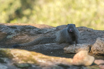 <i class='fa fa-user'></i>&nbsp;Willem Verhagen&nbsp;|  Egyptische Mangoest&nbsp; <i class='fa fa-eye'>&nbsp;100</i> &nbsp;<i class='fa fa-thumbs-up'>&nbsp;2</i> &nbsp; <i class='fa fa-comment-o'>&nbsp;2</i>