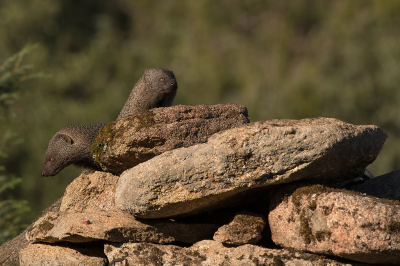 <i class='fa fa-user'></i>&nbsp;Willem Verhagen&nbsp;|  Egyptische Mangoest&nbsp; <i class='fa fa-eye'>&nbsp;107</i> &nbsp;<i class='fa fa-thumbs-up'>&nbsp;3</i> &nbsp; <i class='fa fa-comment-o'>&nbsp;3</i>