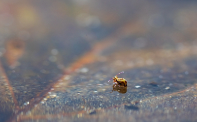 <i class='fa fa-user'></i>&nbsp;kiran&nbsp;|  Dicyrtomina ornata&nbsp; <i class='fa fa-eye'>&nbsp;94</i> &nbsp;<i class='fa fa-thumbs-up'>&nbsp;1</i> &nbsp; <i class='fa fa-comment-o'>&nbsp;2</i>