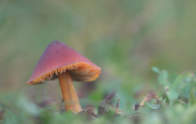 <i class='fa fa-user'></i>&nbsp;nelappelmelk&nbsp;|  Zwartwordende Wasplaat&nbsp; <i class='fa fa-eye'>&nbsp;77</i> &nbsp;<i class='fa fa-thumbs-up'>&nbsp;5</i> &nbsp; <i class='fa fa-comment-o'>&nbsp;3</i>