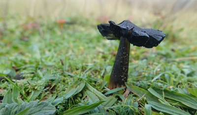 <i class='fa fa-user'></i>&nbsp;nelappelmelk&nbsp;|  Zwartwordende Wasplaat&nbsp; <i class='fa fa-eye'>&nbsp;72</i> &nbsp; <i class='fa fa-comment-o'>&nbsp;5</i>