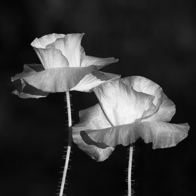 <i class='fa fa-user'></i>&nbsp;Truus Aletta Maan&nbsp;|  Grote Klaproos&nbsp; <i class='fa fa-eye'>&nbsp;85</i> &nbsp;<i class='fa fa-thumbs-up'>&nbsp;2</i> &nbsp; <i class='fa fa-comment-o'>&nbsp;4</i>