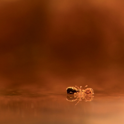 <i class='fa fa-user'></i>&nbsp;rixte&nbsp;|  Dicyrtomina ornata&nbsp; <i class='fa fa-eye'>&nbsp;111</i> &nbsp;<i class='fa fa-thumbs-up'>&nbsp;5</i> &nbsp; <i class='fa fa-comment-o'>&nbsp;4</i>