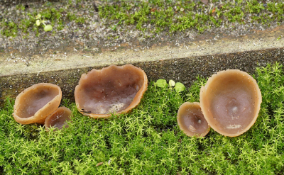 <i class='fa fa-user'></i>&nbsp;Jelle Bakker&nbsp;|  Bleekbruine Bekerzwam&nbsp; <i class='fa fa-eye'>&nbsp;62</i> &nbsp; <i class='fa fa-comment-o'>&nbsp;1</i>