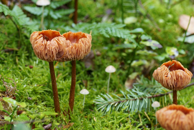 <i class='fa fa-user'></i>&nbsp;Jelle Bakker&nbsp;|  Gewone Fopzwam&nbsp; <i class='fa fa-eye'>&nbsp;68</i> &nbsp;<i class='fa fa-thumbs-up'>&nbsp;2</i> &nbsp; <i class='fa fa-comment-o'>&nbsp;1</i>