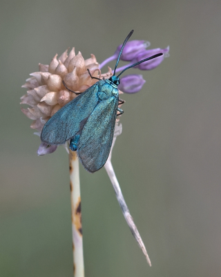 <i class='fa fa-user'></i>&nbsp;Johan van Gurp&nbsp;|  Metaalvlinder&nbsp; <i class='fa fa-eye'>&nbsp;121</i> &nbsp;<i class='fa fa-thumbs-up'>&nbsp;8</i> &nbsp; <i class='fa fa-comment-o'>&nbsp;5</i>